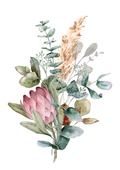 Coastal Protea