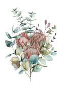 Protea Bloom