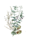 Willow Eucalyptus