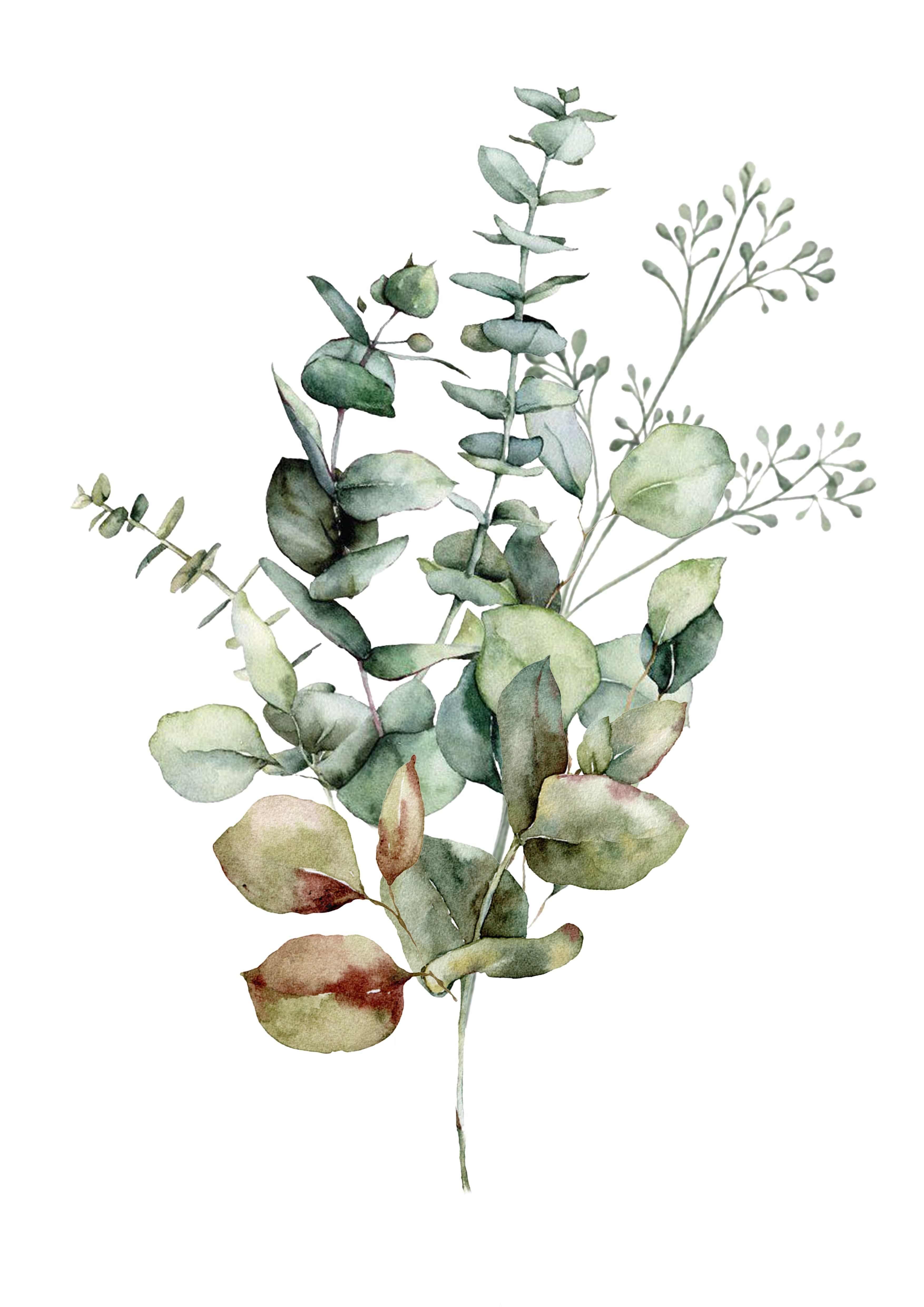 Olive Grove